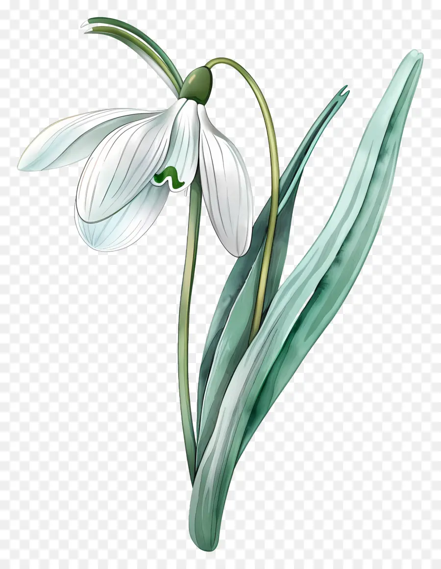 Perce Neige，Fleur De Perce Neige PNG