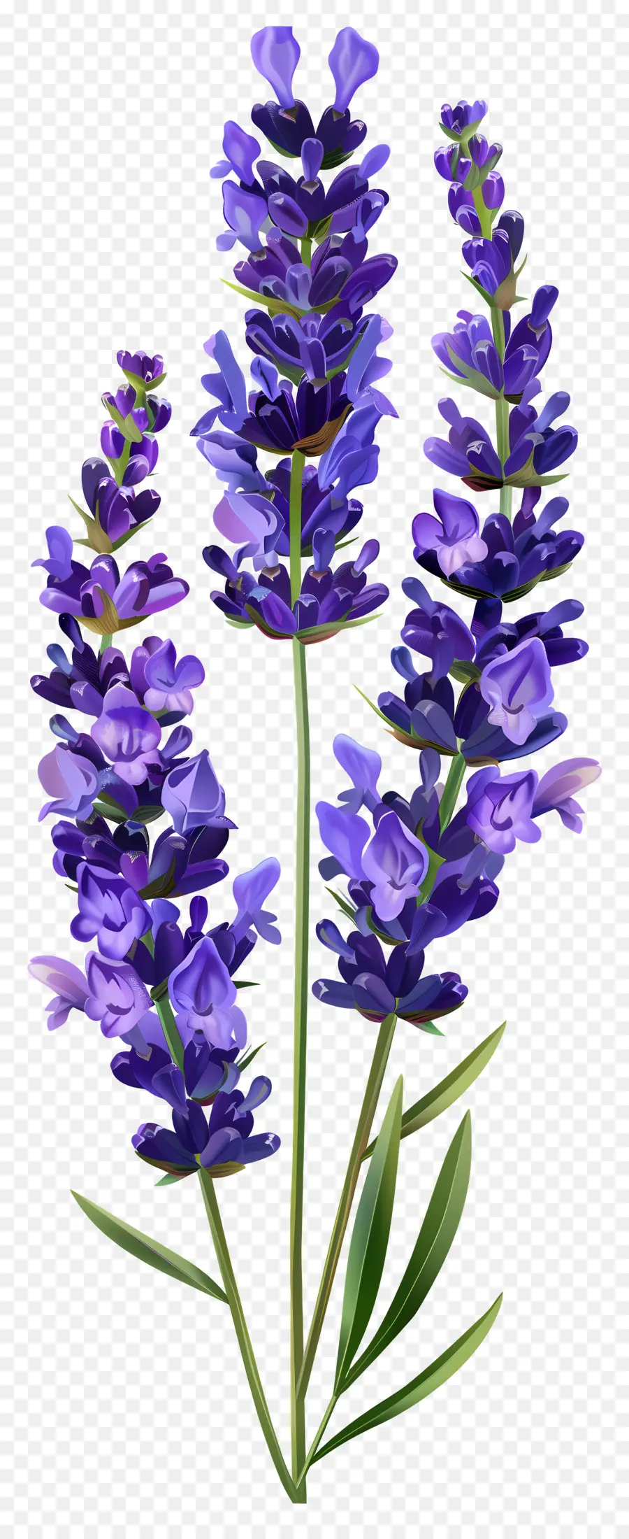 Fleur De Lavande，Fleurs Violettes PNG