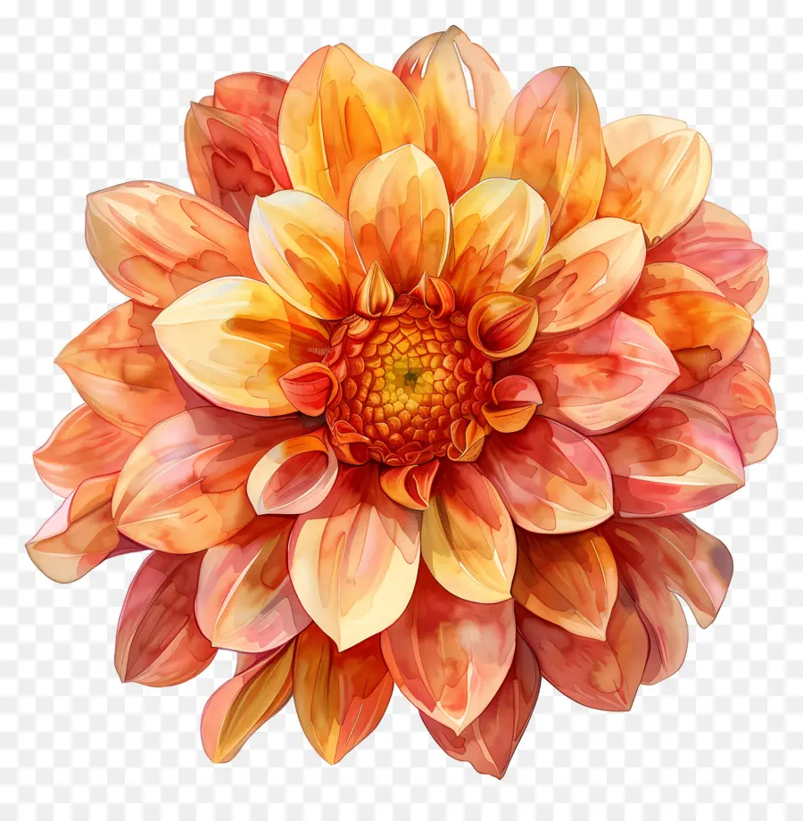 Fleur De Dahlia，Fleur Jaune Et Rose PNG