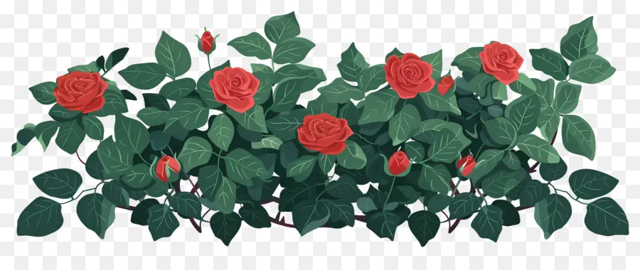 Rosier，Roses Rouges PNG