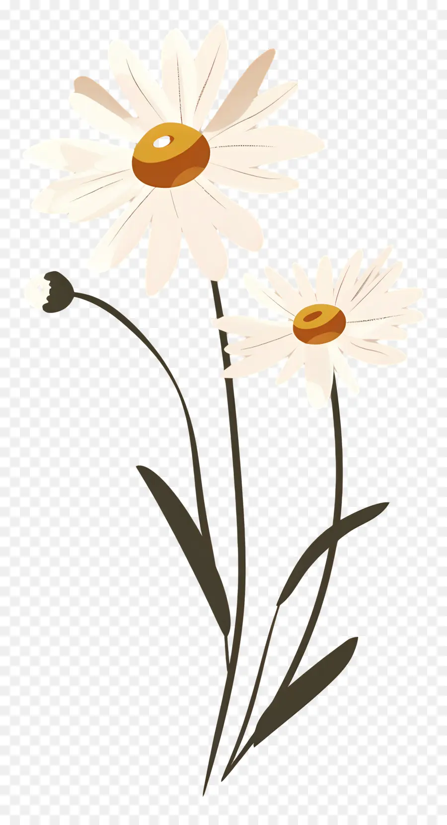 Fleurs De Marguerite，Marguerite PNG