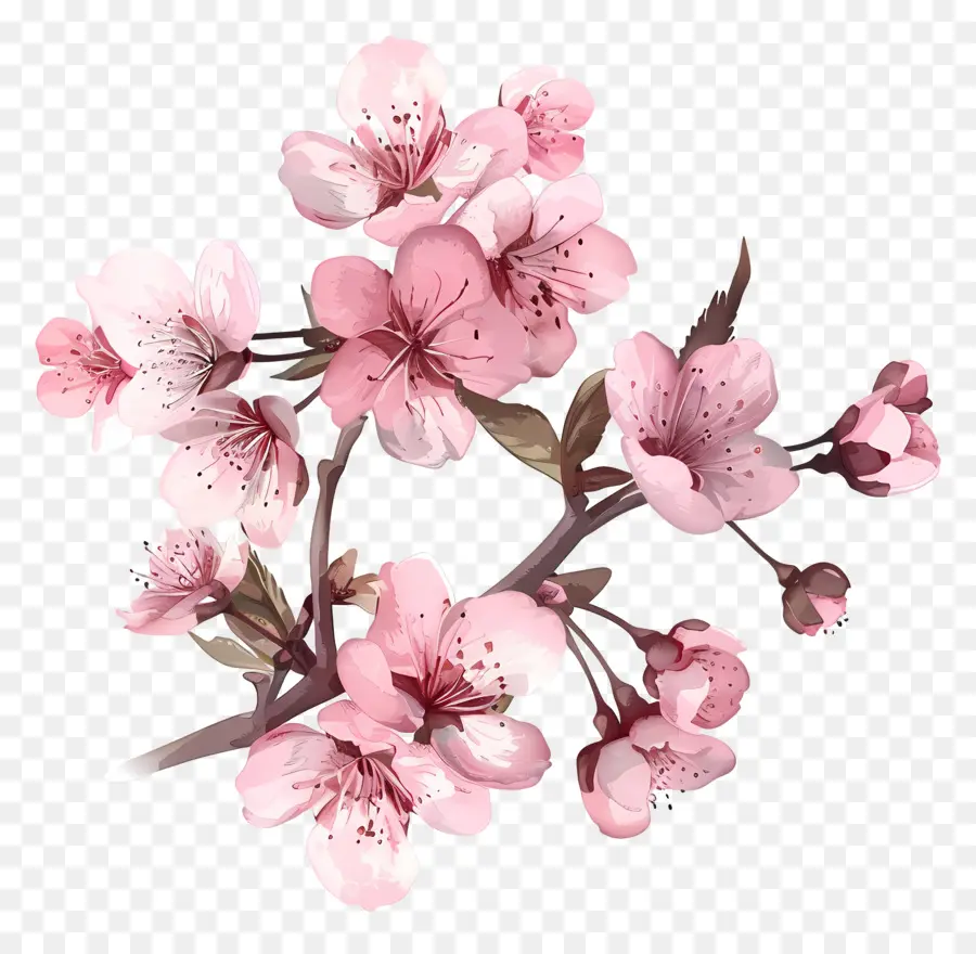 Fleur De Cerisier，Fleurs Roses PNG