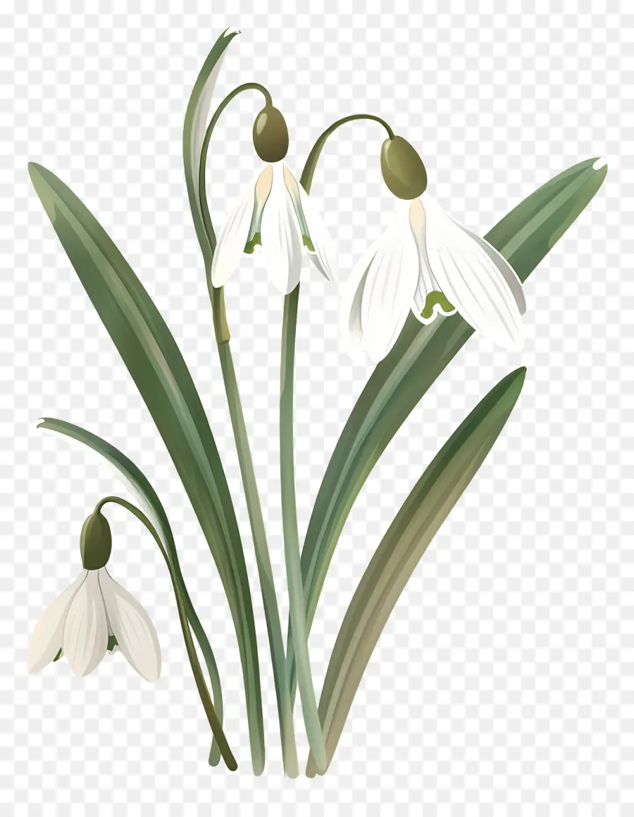 Perce Neige，Fleurs De Perce Neige Blanches PNG