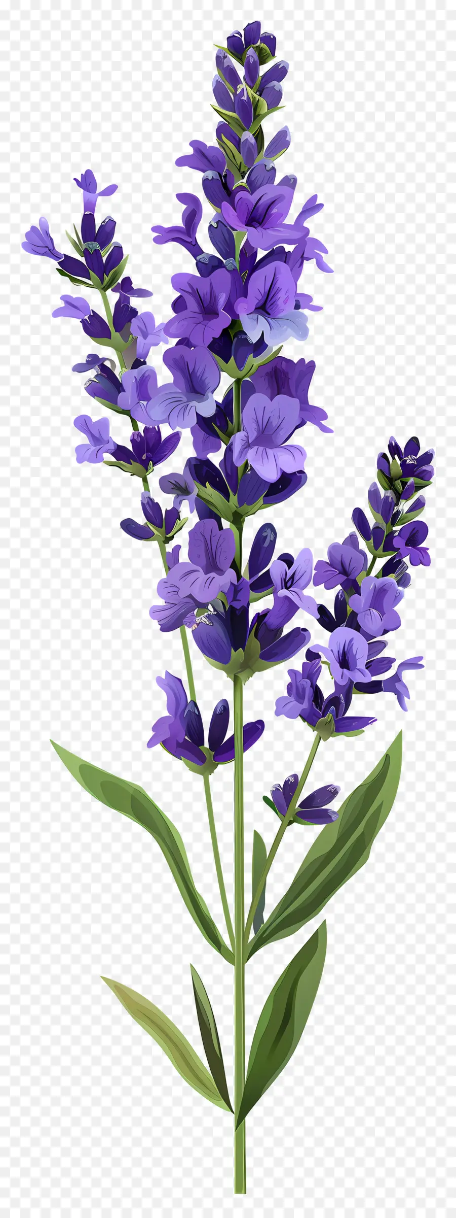 Fleur De Lavande，Fleurs Violettes PNG