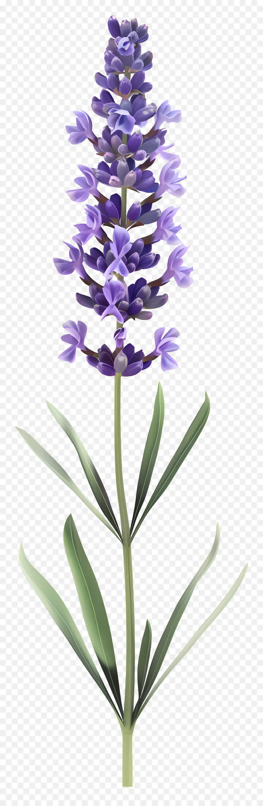 Fleur De Lavande，Fleurs Violettes PNG