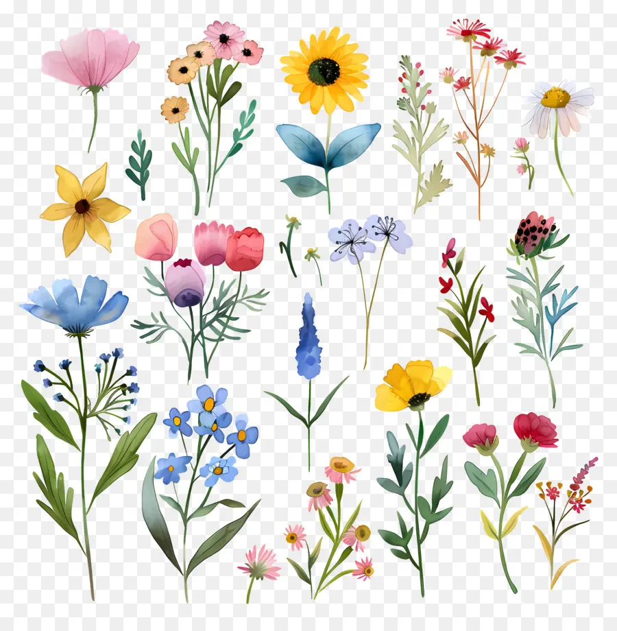 Fleur Sauvage，Fleurs Aquarelles PNG