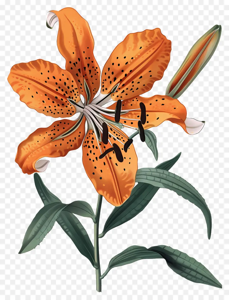 Fleurs Anciennes，Lys Orange PNG