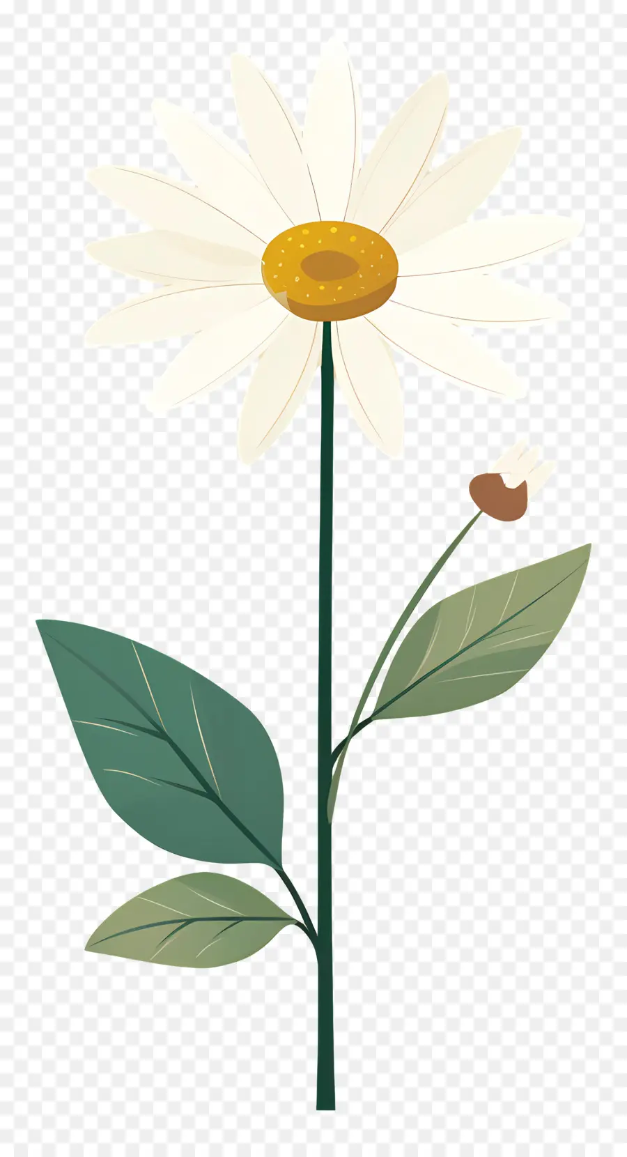 Fleur De Marguerite，Marguerite Minimale PNG