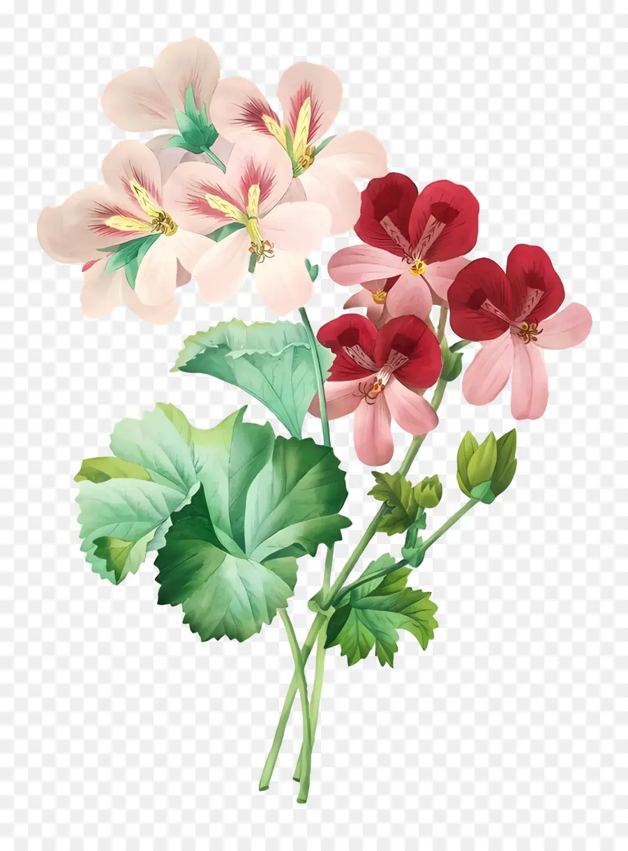 Fleurs Anciennes，Fleurs Roses PNG