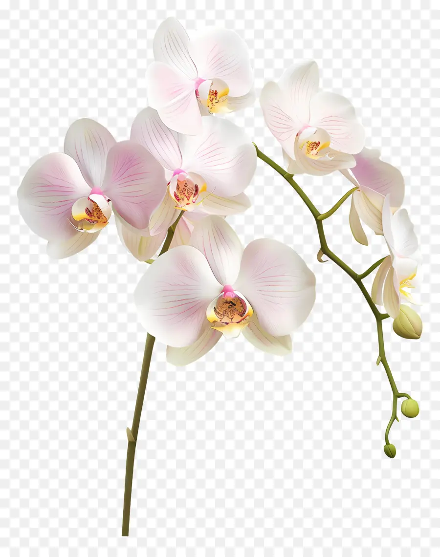 Fleur D'orchidée，Orchidée Blanche PNG