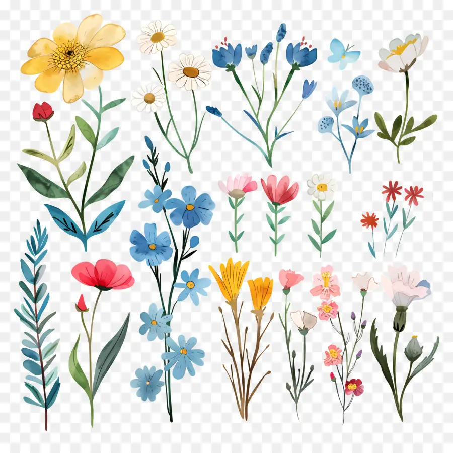 Fleur Sauvage，Fleurs Aquarelles PNG