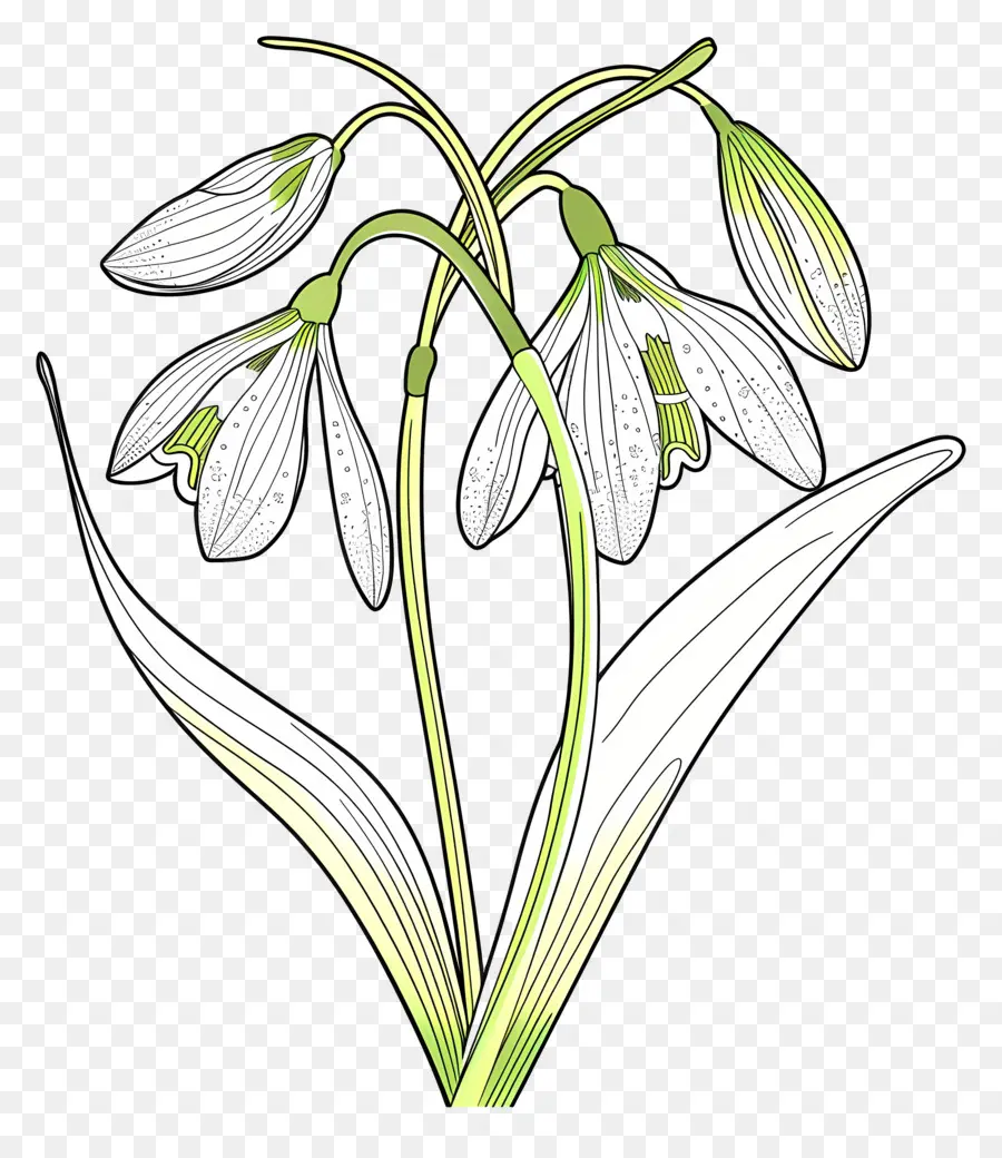 Perce Neige，Illustration De Perce Neige PNG