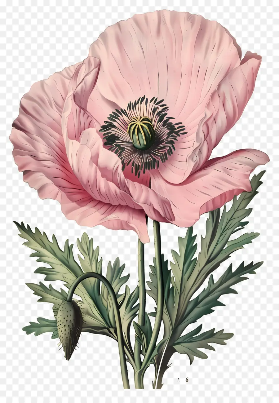 Fleur Vintage，Coquelicot Rose PNG