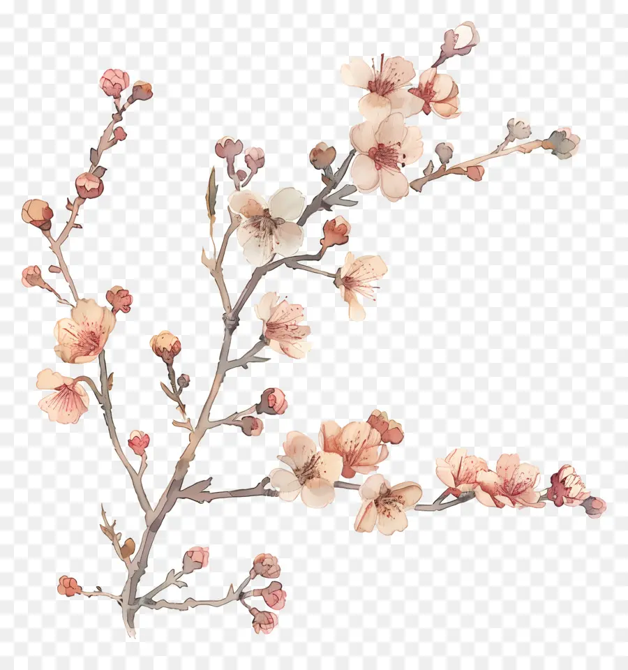 Fleurs Séchées，Branche De Fleurs PNG