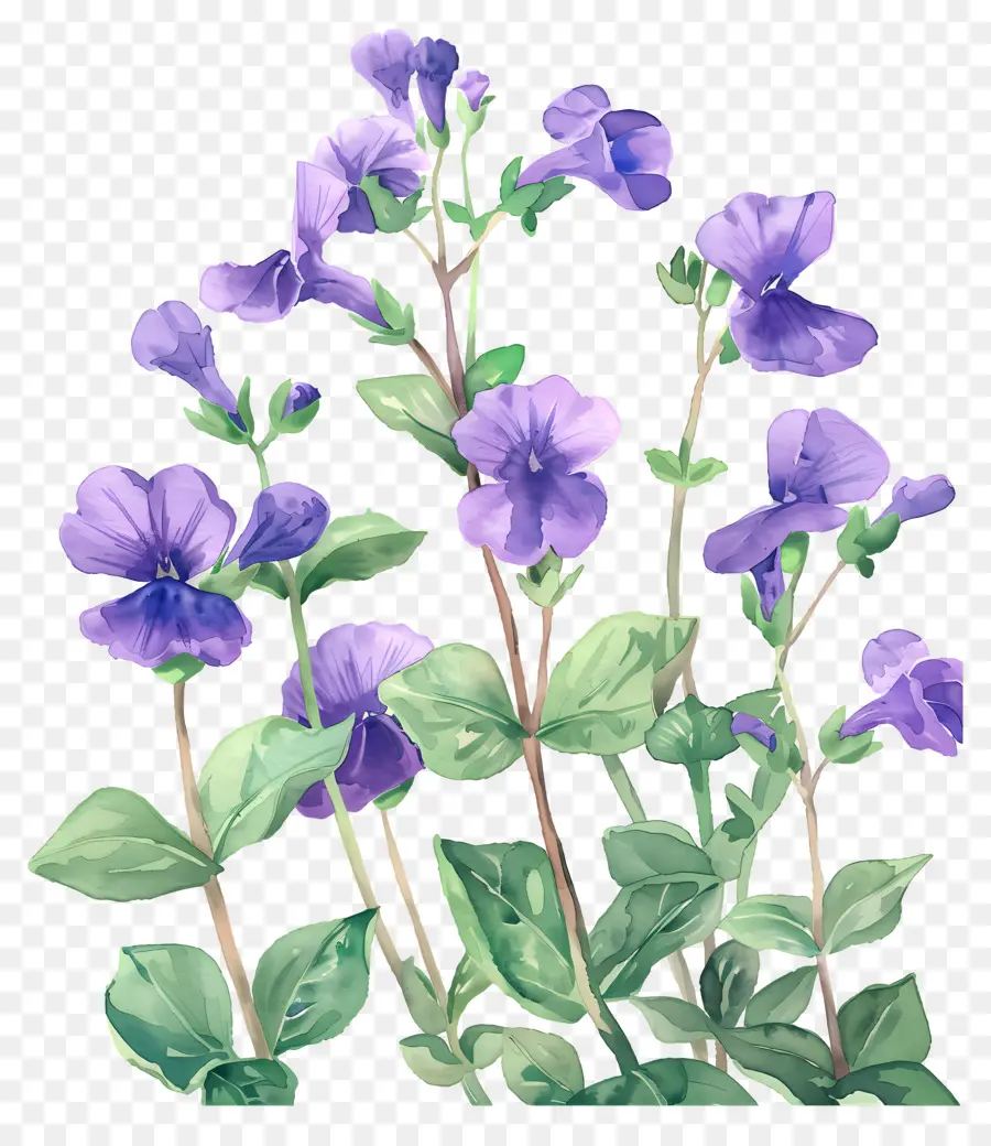 Fleurs Aquarelles，Fleurs Violettes PNG