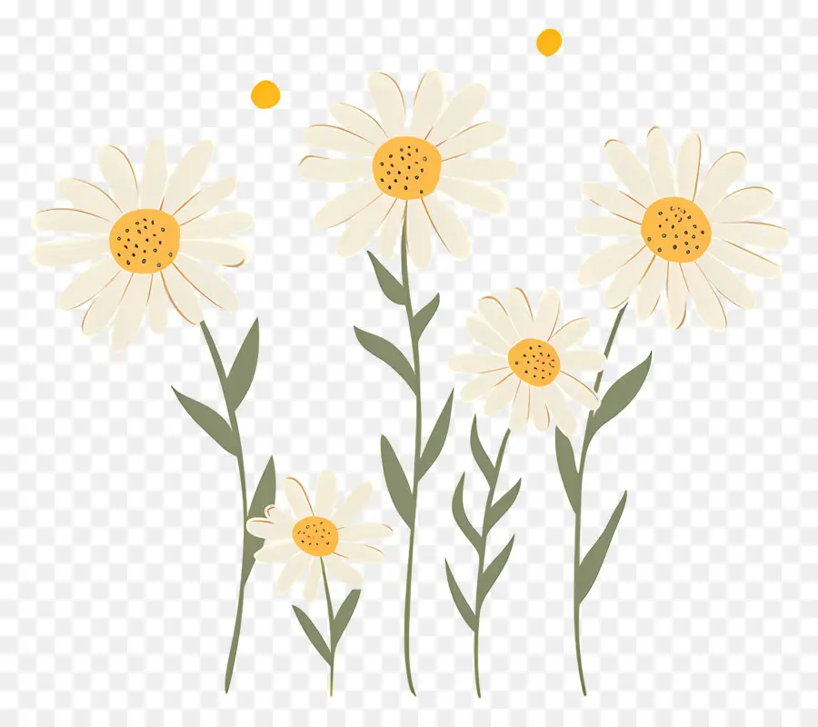 Fleurs De Marguerite，Marguerites Illustrées PNG