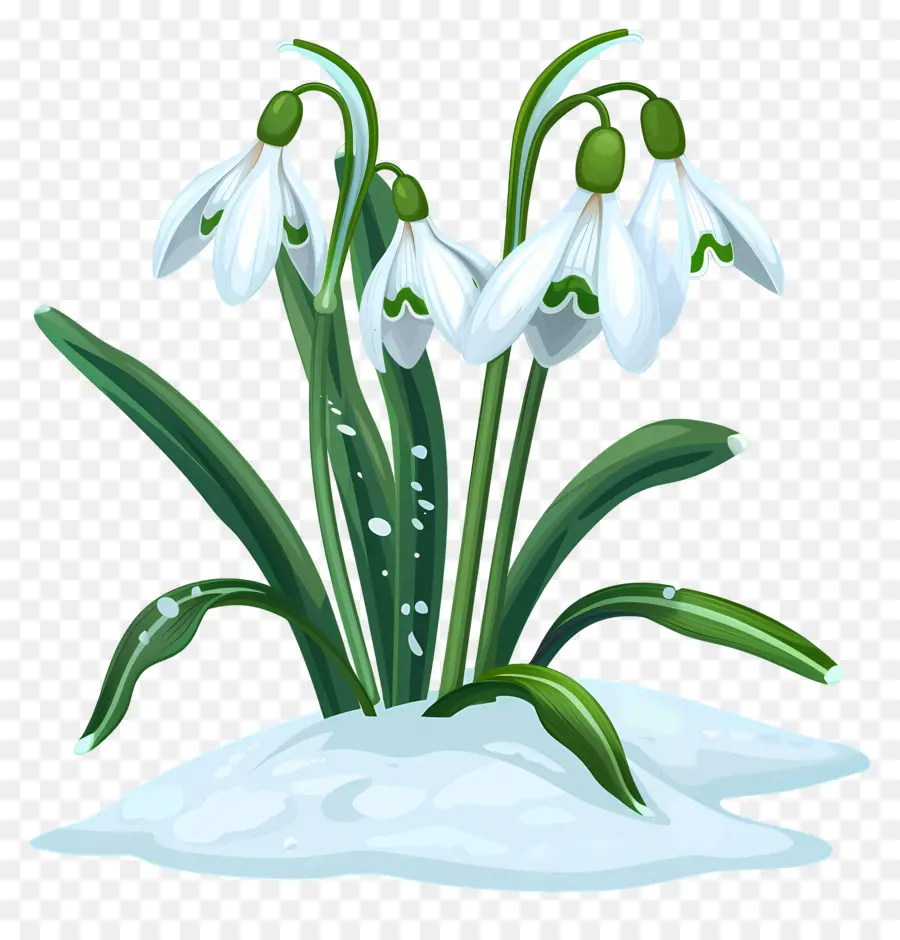 Perce Neige，Fleurs De Perce Neige Dans La Neige PNG