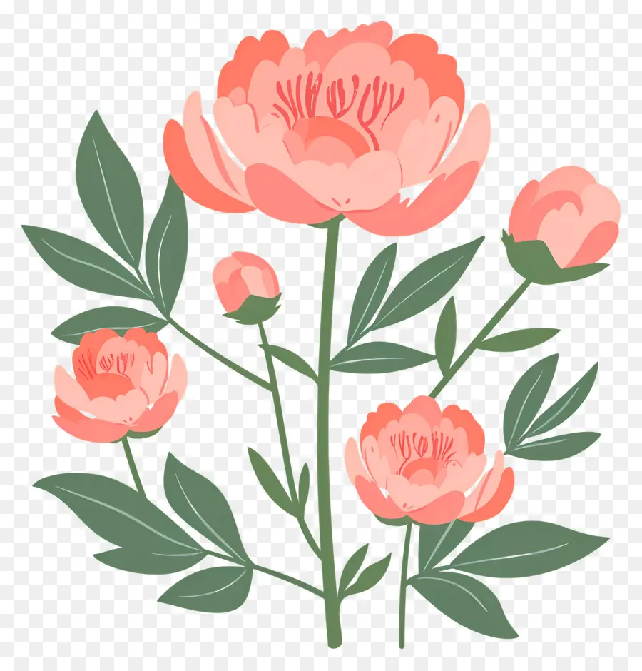 Fleurs De Pivoine，Fleurs PNG