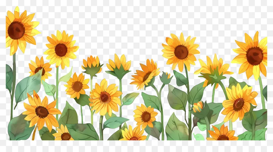 Bordure De Tournesols，Tournesols D'affilée PNG