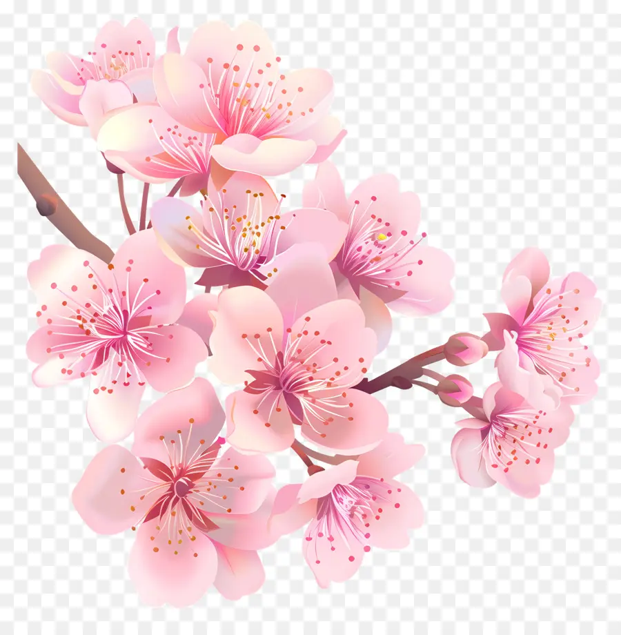 Fleur De Cerisier，Fleurs Roses PNG