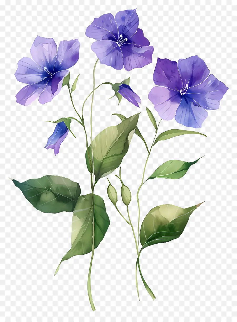 Fleurs Aquarelles，Fleurs Bleues PNG