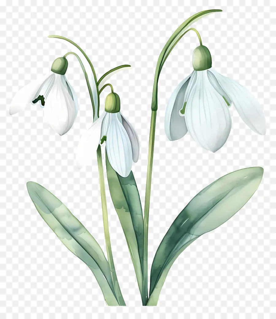 Perce Neige，Fleur De Perce Neige PNG