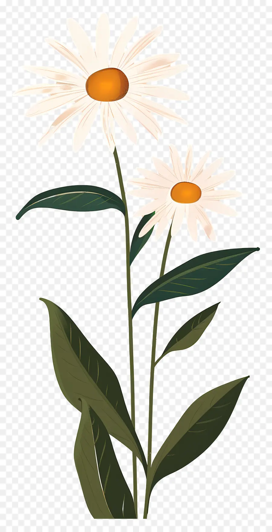 Fleurs De Marguerite，Marguerite PNG