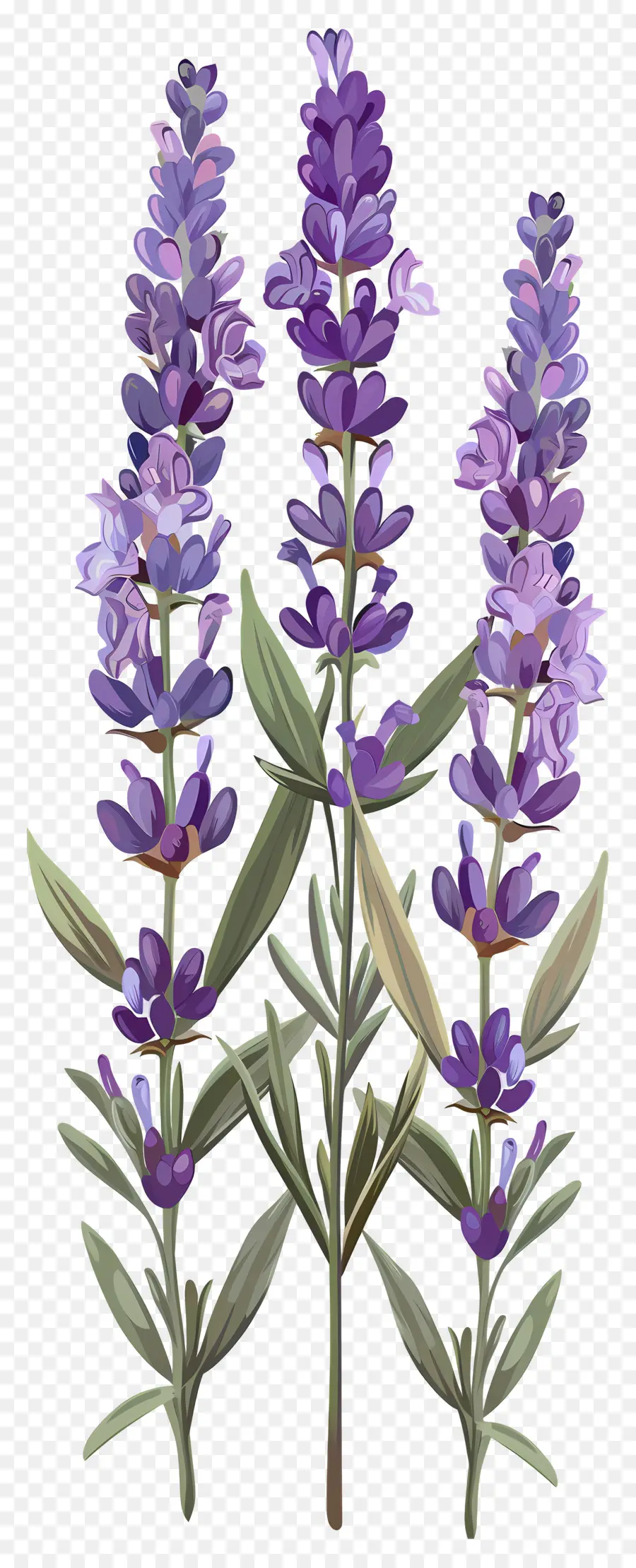 Fleur De Lavande，Lavande PNG