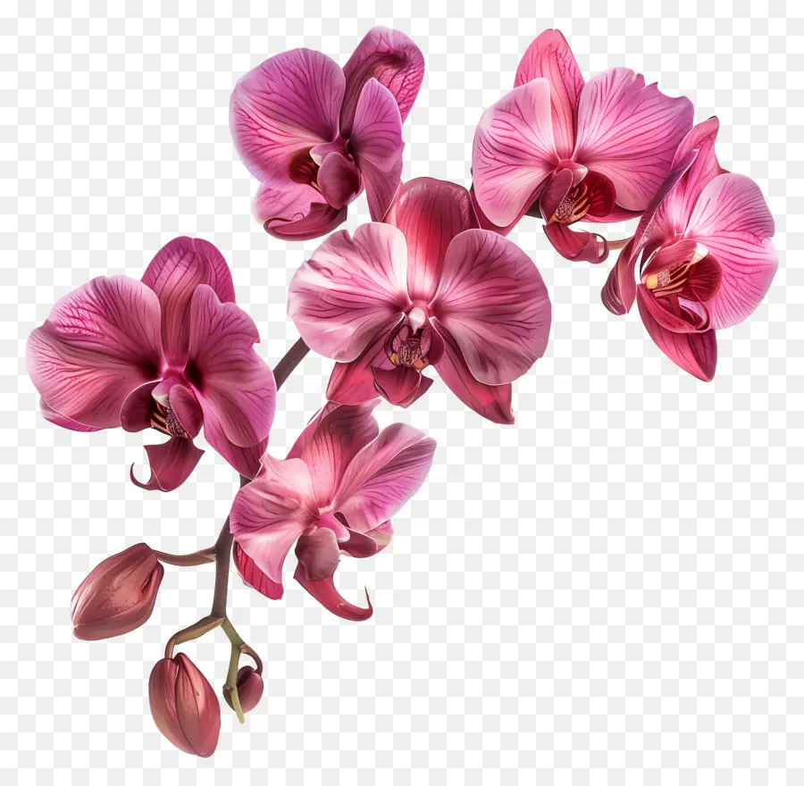 Fleur D'orchidée，Orchidée Rose PNG