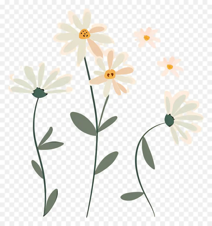 Fleurs De Marguerite，Marguerites Illustrées PNG