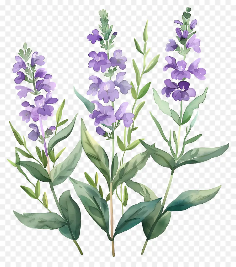 Fleurs Aquarelles，Lavande PNG