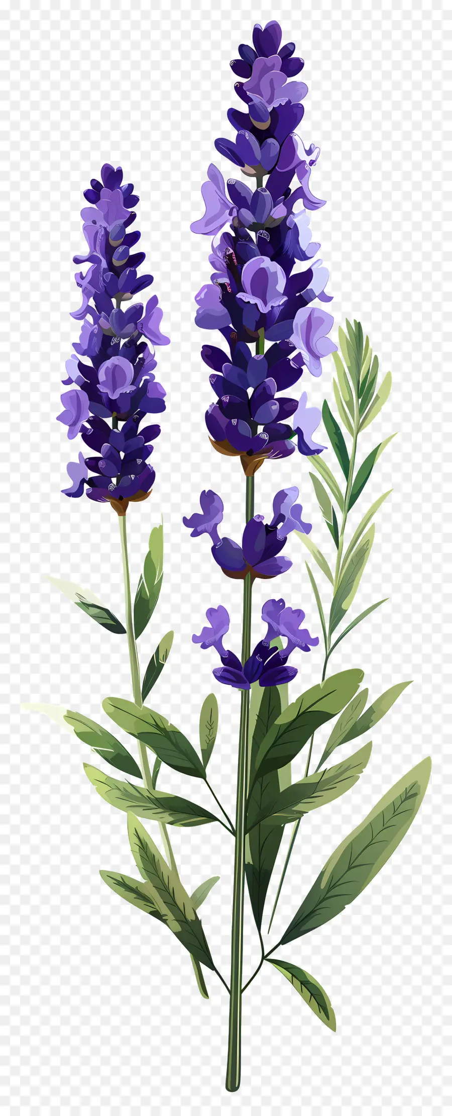 Fleur De Lavande，Fleurs Violettes PNG