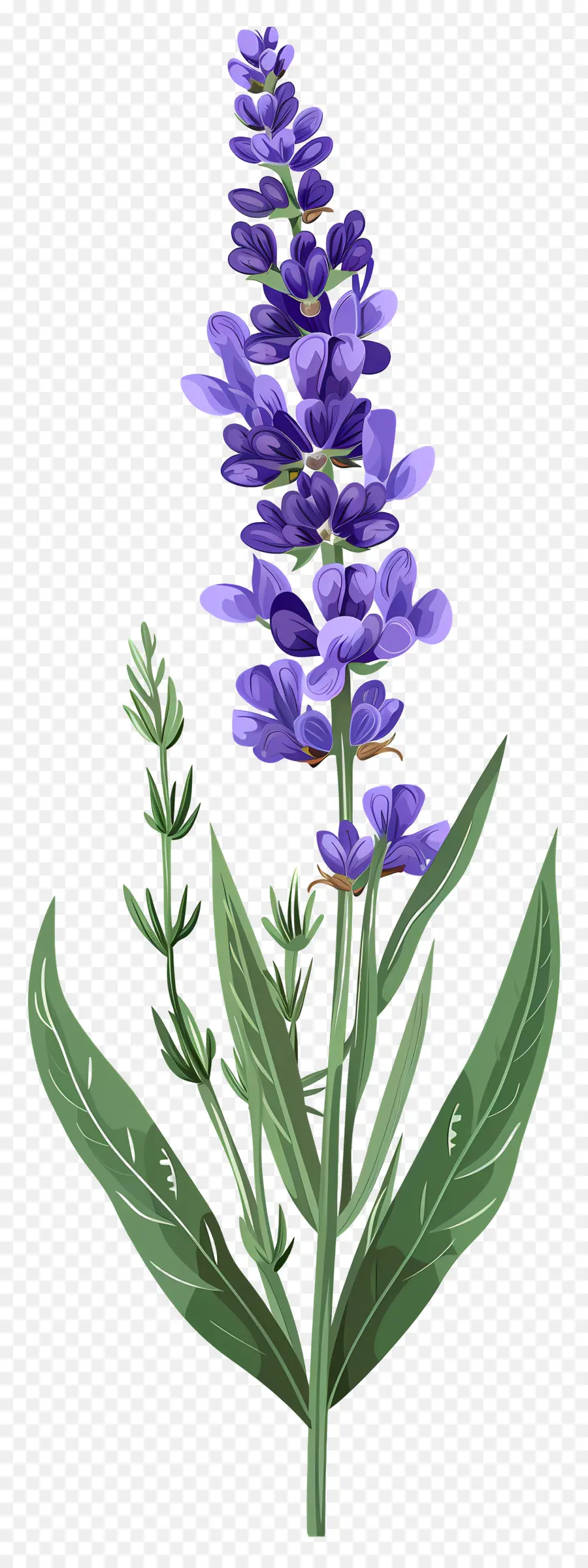 Fleur De Lavande，Fleurs Violettes PNG