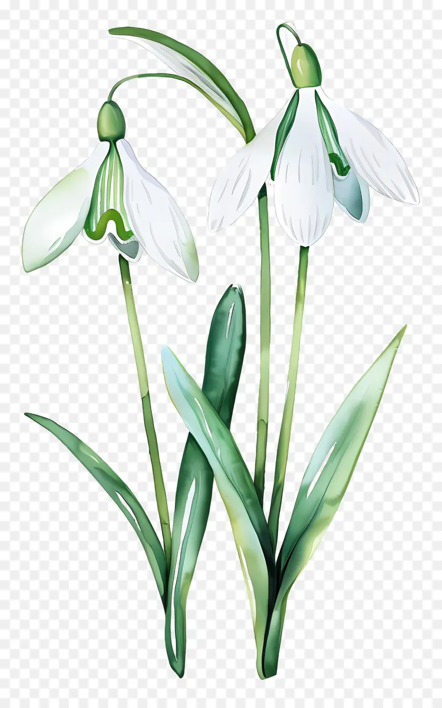 Perce Neige，Fleur De Perce Neige PNG