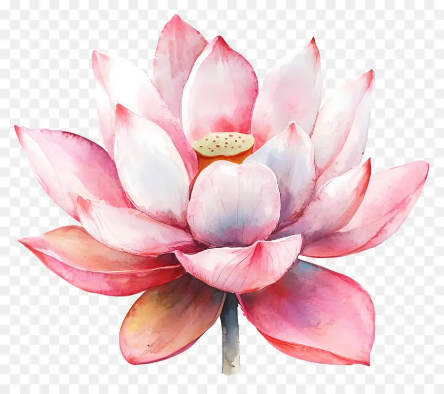 Lotus Aquarelle，Fleur De Lotus PNG