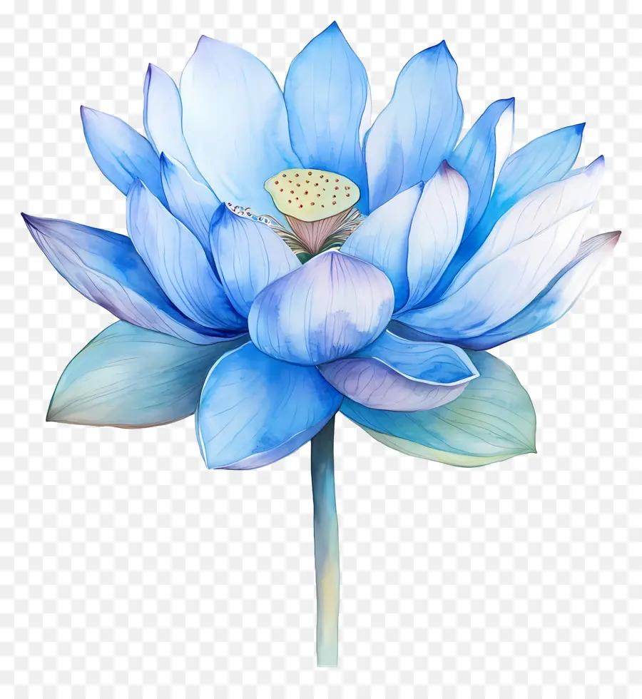 Lotus Aquarelle，Fleur De Lotus PNG