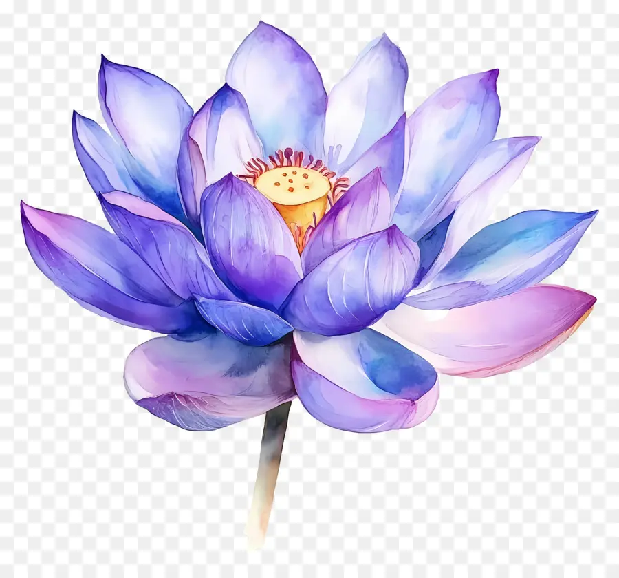 Lotus Aquarelle，Fleur De Lotus PNG