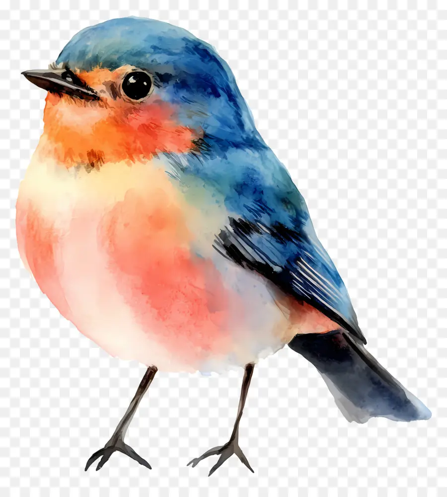 Oiseau Aquarelle，Oiseau Coloré PNG