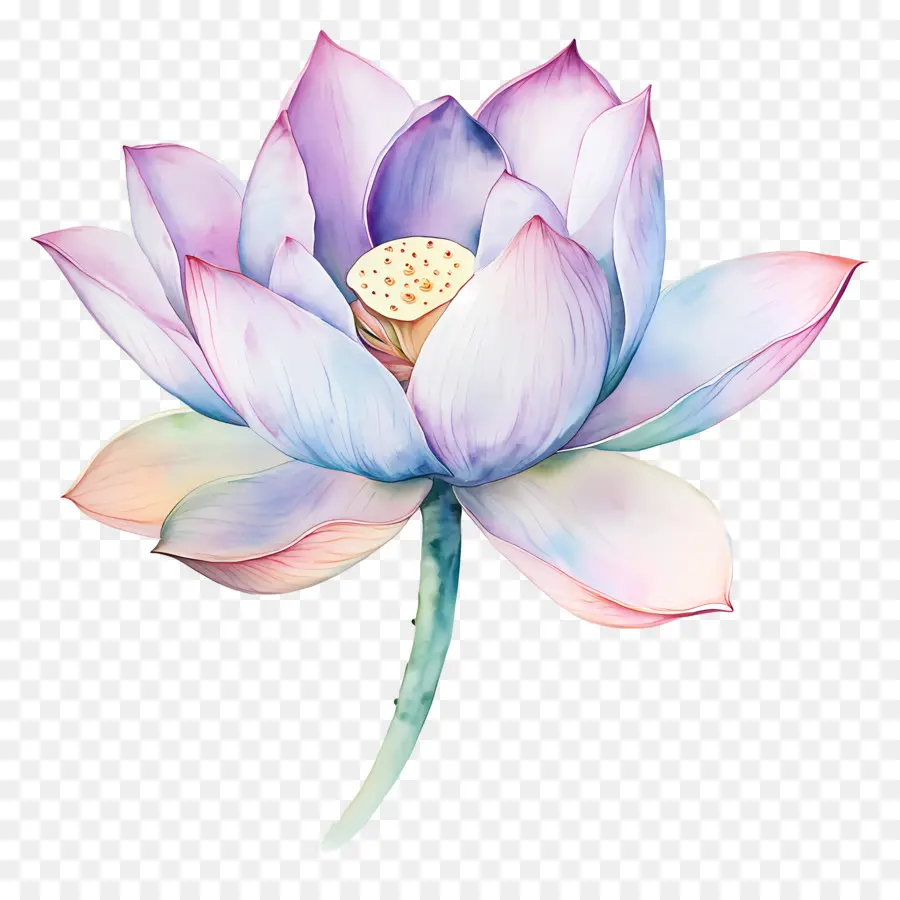 Lotus Aquarelle，Fleur De Lotus PNG