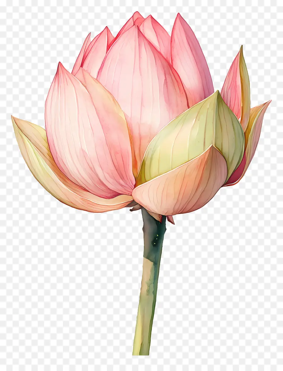 Lotus Aquarelle，Lotus Rose PNG