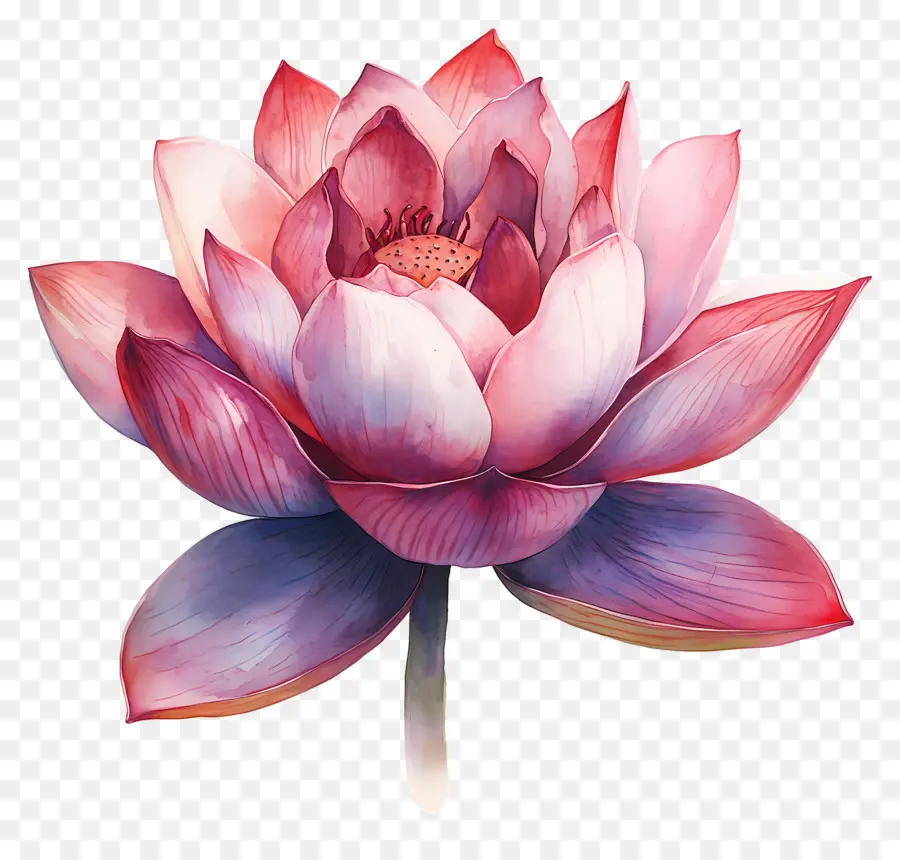 Lotus Aquarelle，Lotus PNG