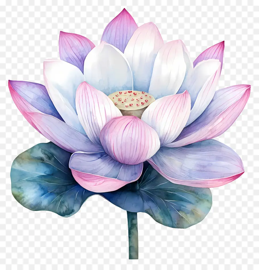 Lotus Aquarelle，Fleur De Lotus PNG