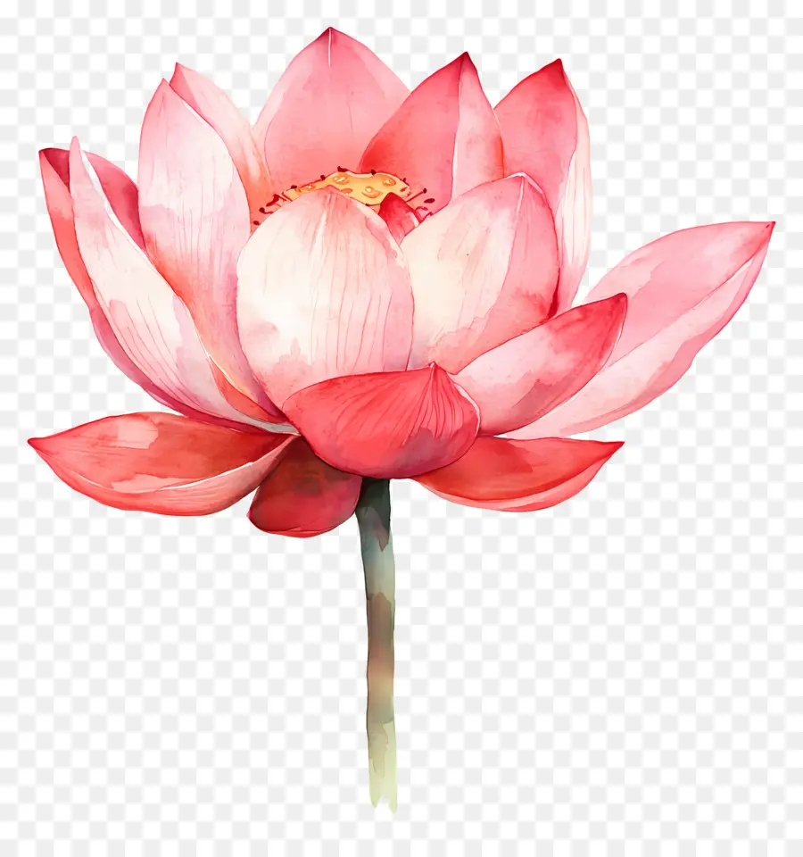 Lotus Aquarelle，Lotus Rose PNG