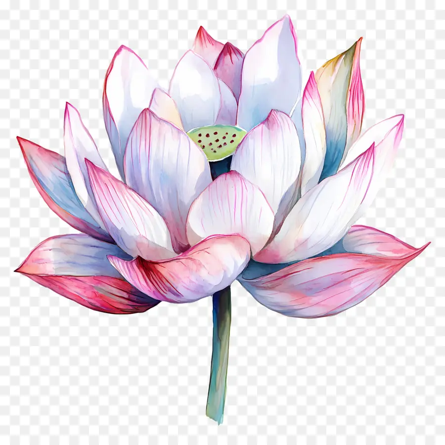 Lotus Aquarelle，Fleur De Lotus PNG