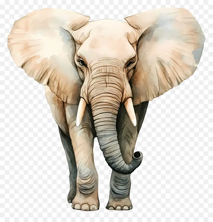 Éléphant Aquarelle，Éléphant PNG