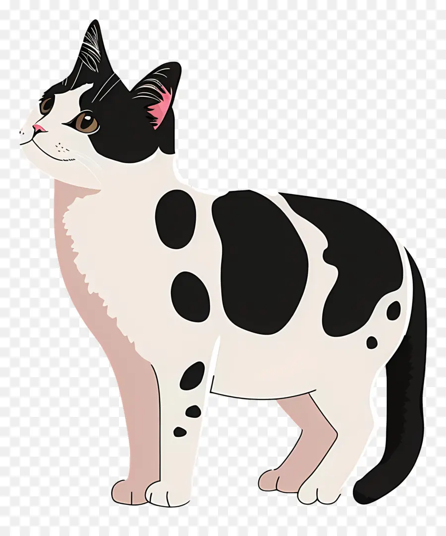 Chat Mignon，Chat Noir Et Blanc PNG