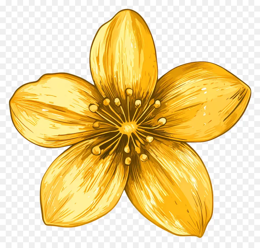 Fleur Or，Fleur D'or PNG