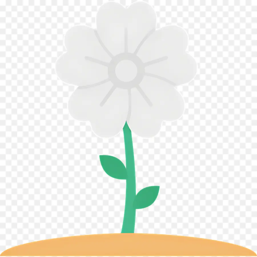 Fleur De Marguerite，Fleur Blanche PNG