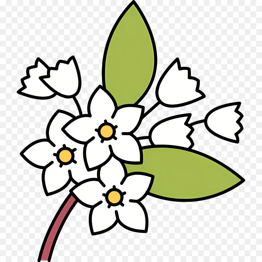 Fleur De Jasmin，Grappe De Fleurs PNG