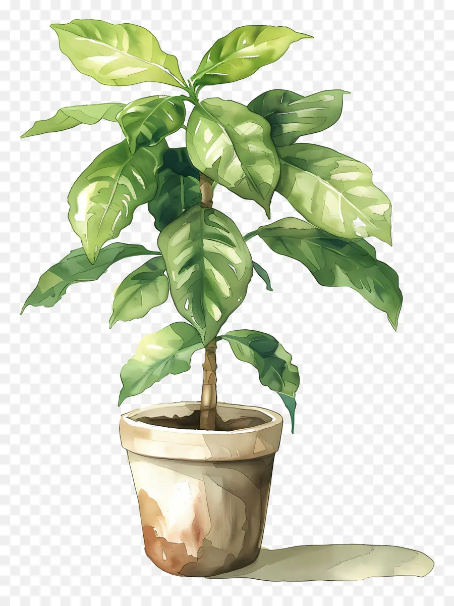 Plante Aquarelle，Plante En Pot PNG